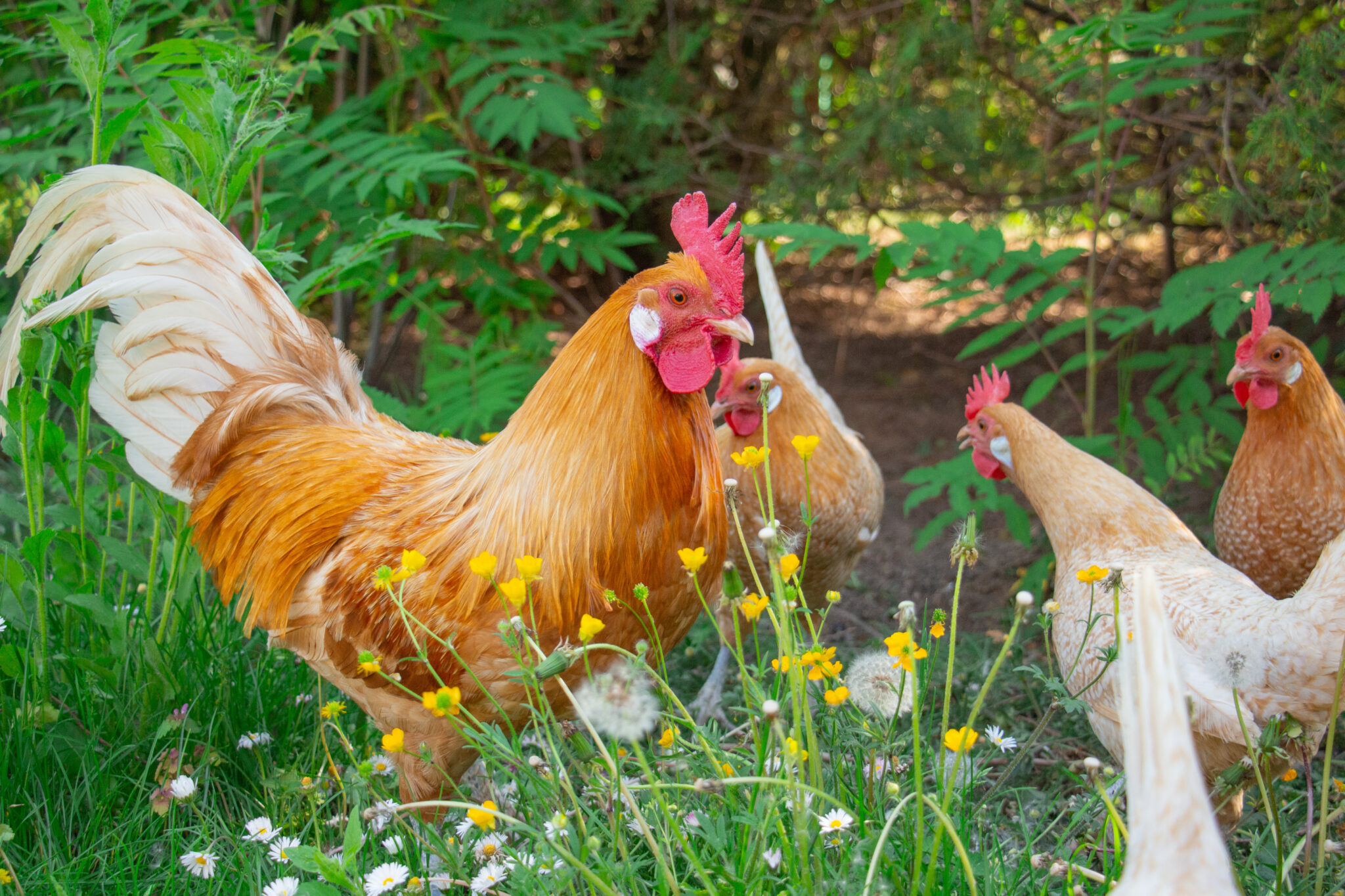 Tiere Im Garten Halten