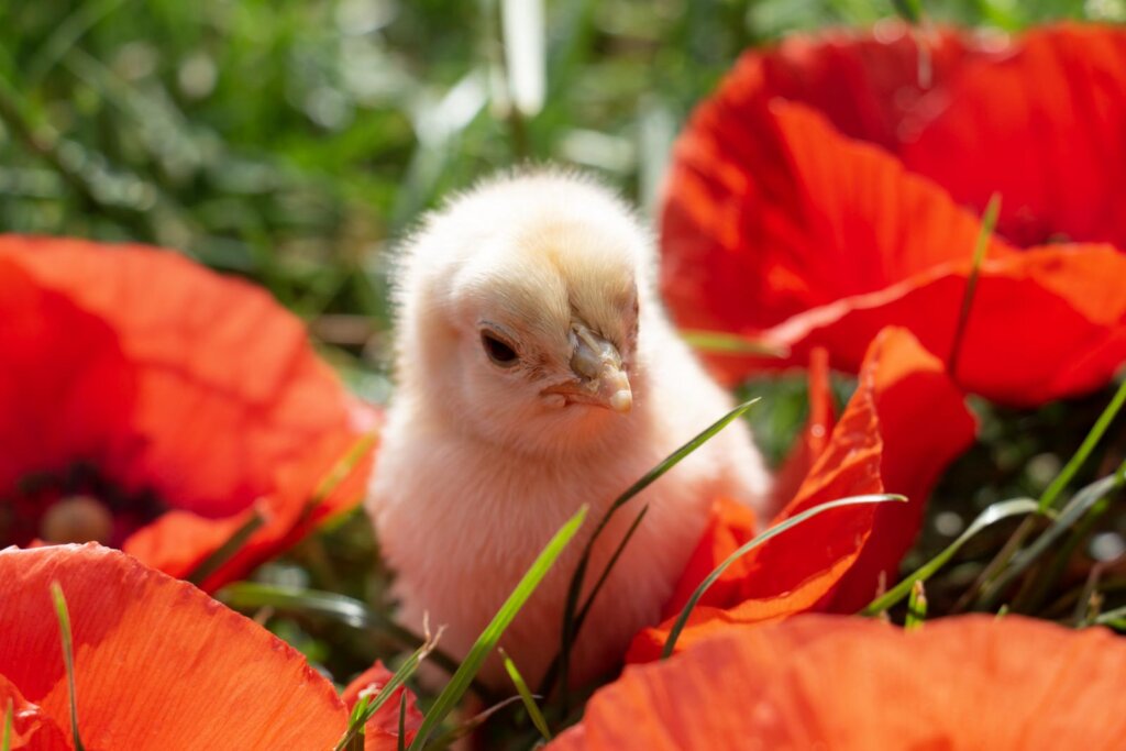 Küken gesund aufziehen