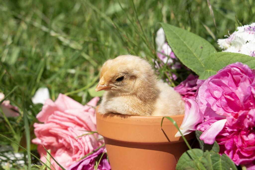Küken gesund aufziehen