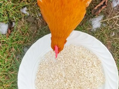 Haferflocken Hühner fressen