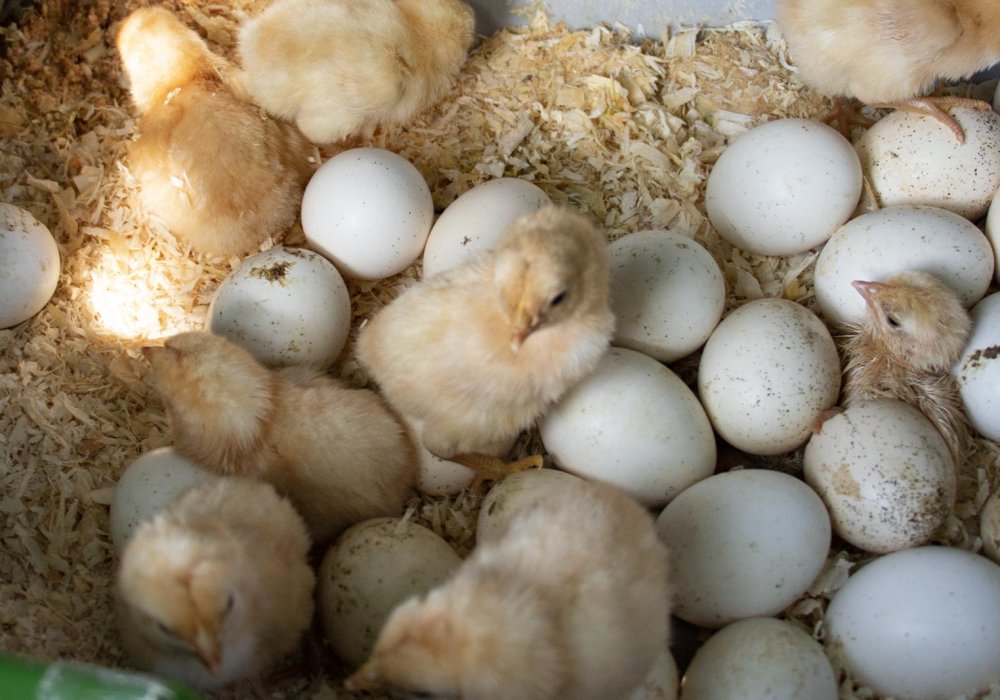 Küken gesund aufziehen