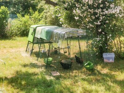 Eglu Cube Omlet Hühnerstall Erfahrungen im eigenen Garten mit den Hühnern