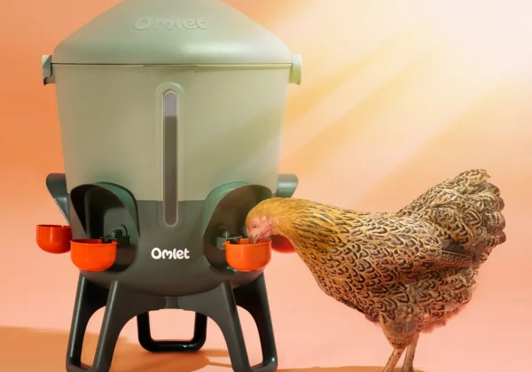 Algenschutz und Hitzeschutz mit Omlet Hühnertränke